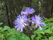 99 Bel fiore nella pineta